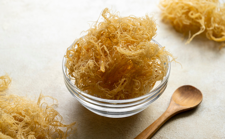 Can Sea Moss Help You Sleep Better?